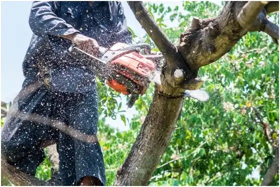 tree services Utica
